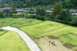 稻田娱乐区,田园风光中的欢乐天地