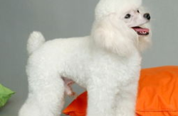贵宾犬美容造型图片,尽显优雅与灵动风采