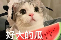 娱乐吃瓜君七七的折耳猫,网络红猫的日常生活与折耳猫的关爱之道