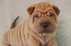 沙皮犬图片,古灵精怪的国宝犬种风采