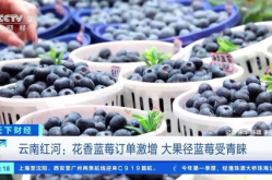 蓝莓价格,从贵族水果到平民美食，市场行情一览”