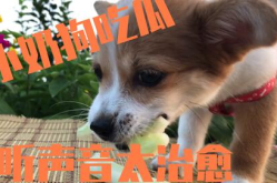 娱乐吃瓜菌小狗视频大全